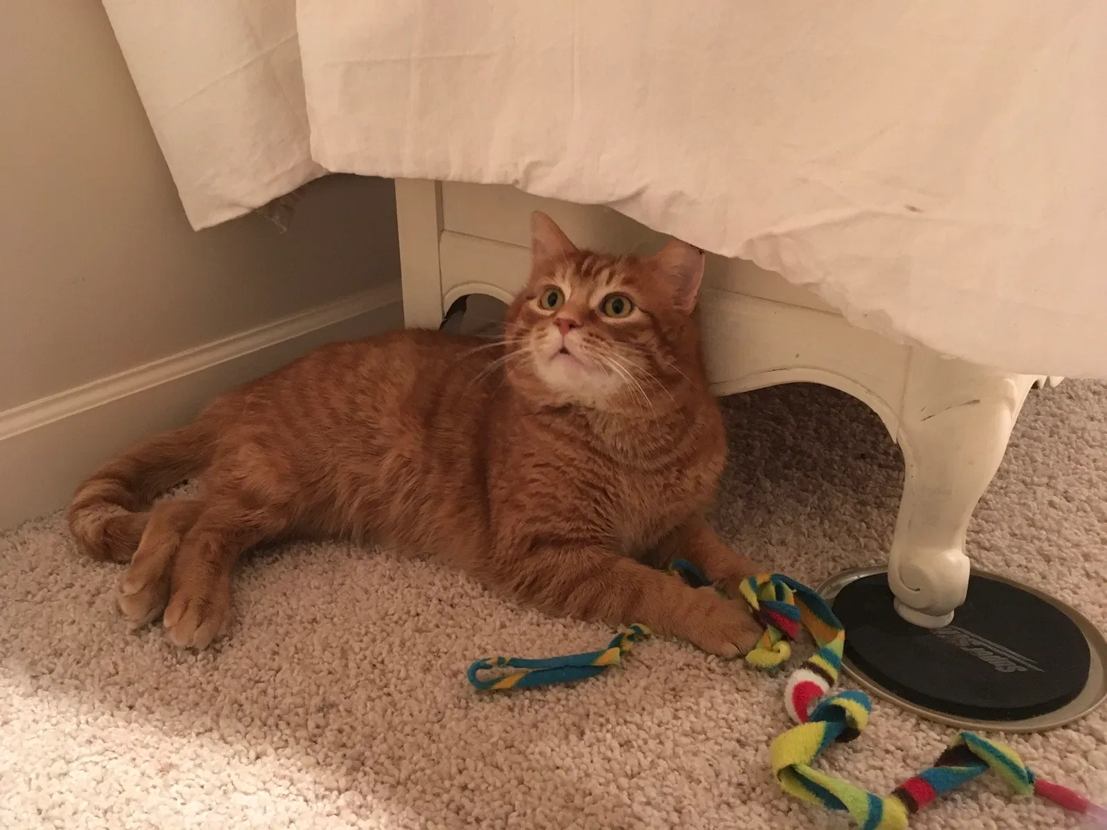 Found cat in Grandville, MI, 49418