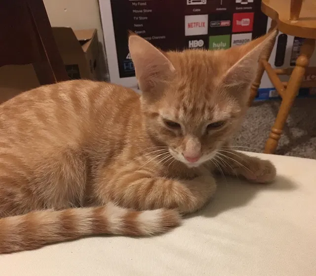 Lost cat in Piedmont, SC, 29673