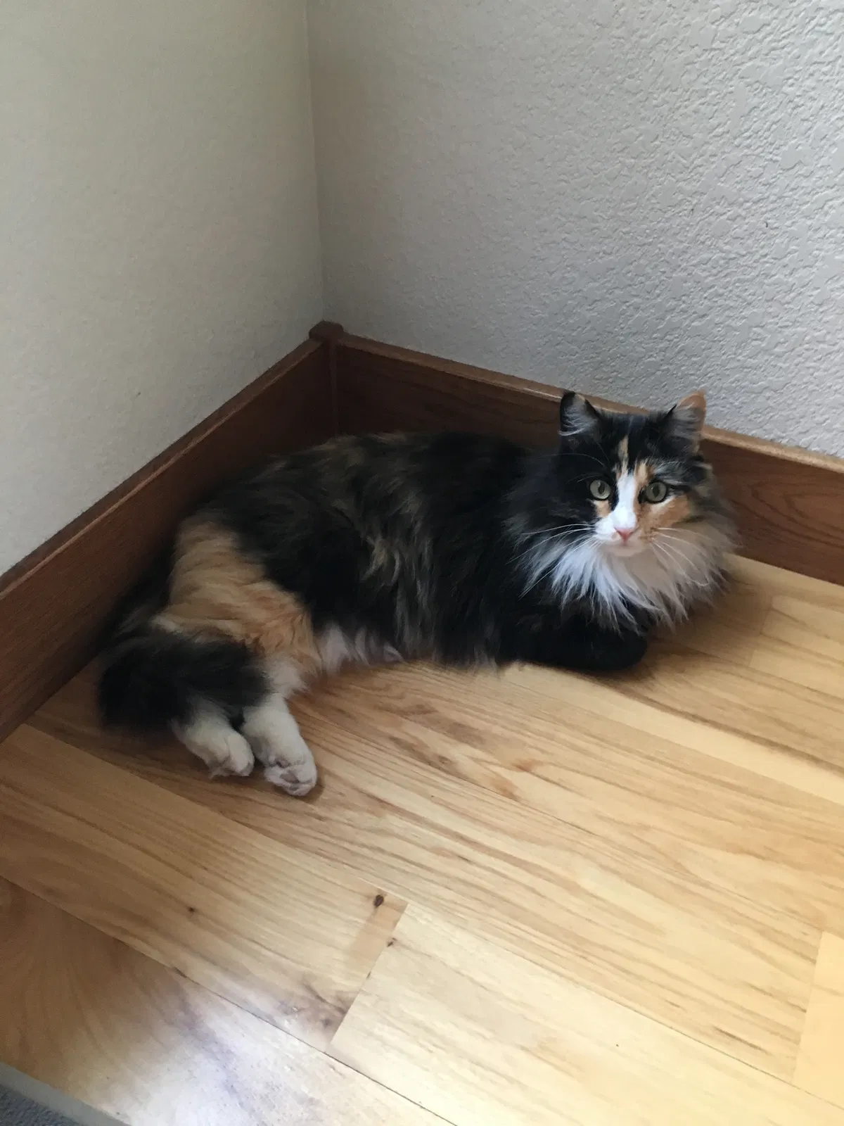 Found cat in Greeley, CO, 80631