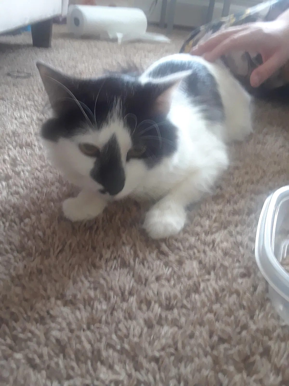 Found cat in Grand Rapids, MI, 49544