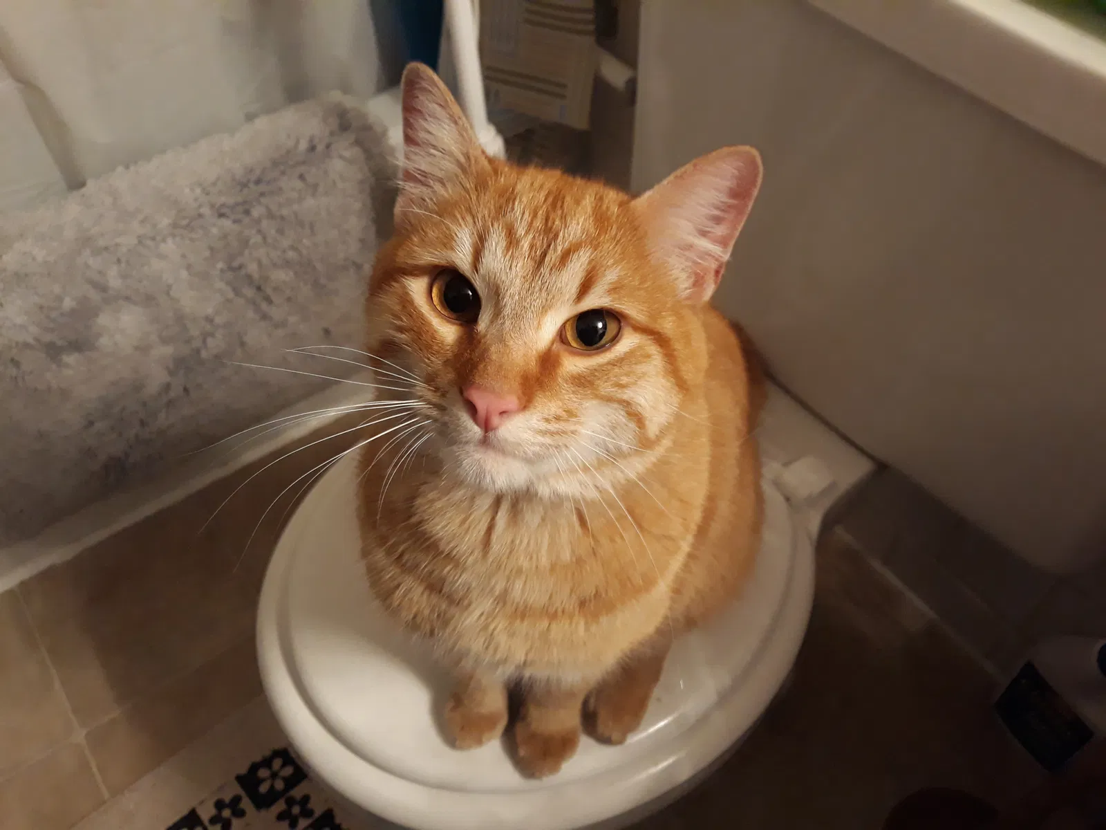 Found cat in Wichita, KS, 67207