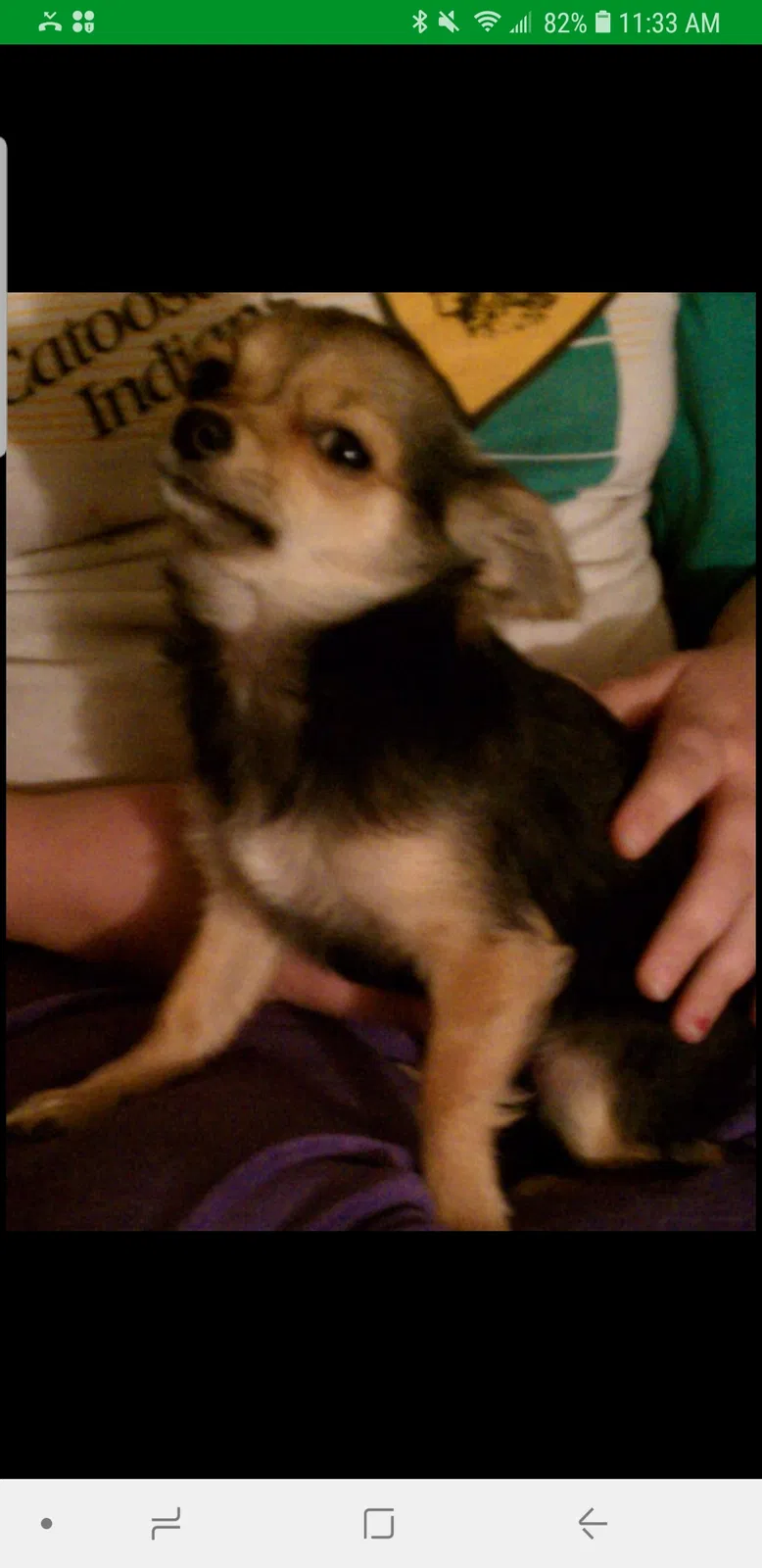 Lost dog in Tulsa, OK, 74116