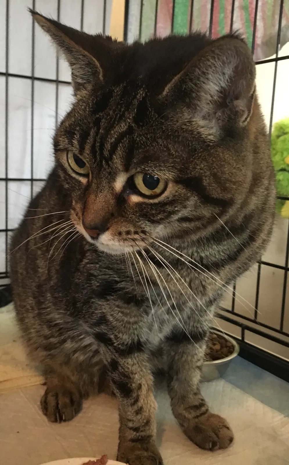 Found cat in Antioch, CA, 94531