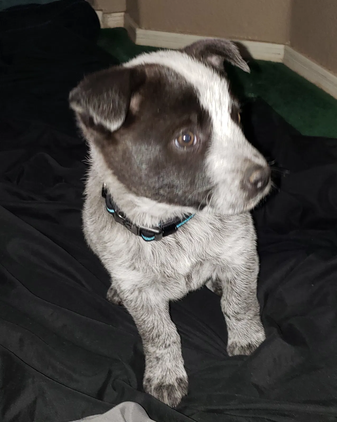 Found dog in Buckeye, AZ, 85326