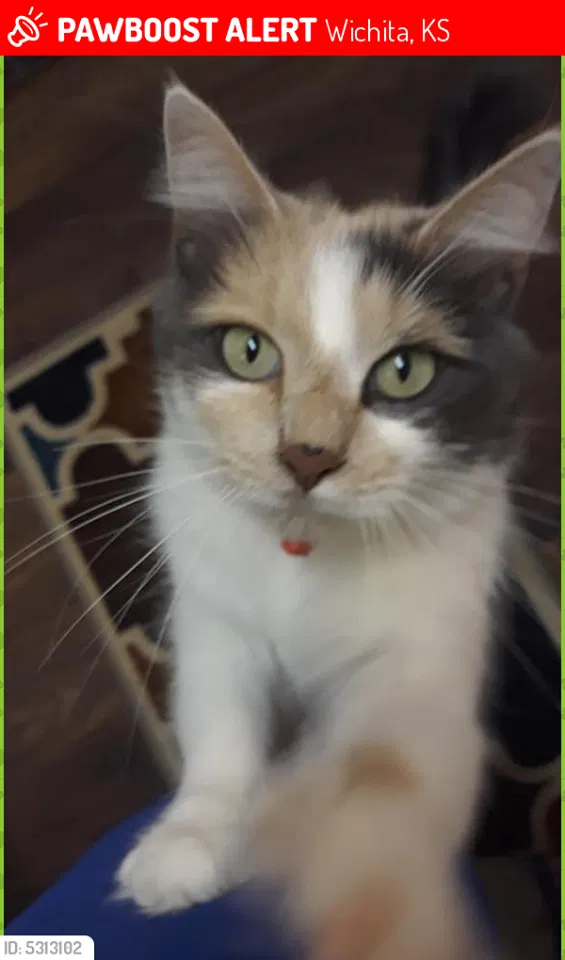 Lost cat in Wichita, KS, 67207