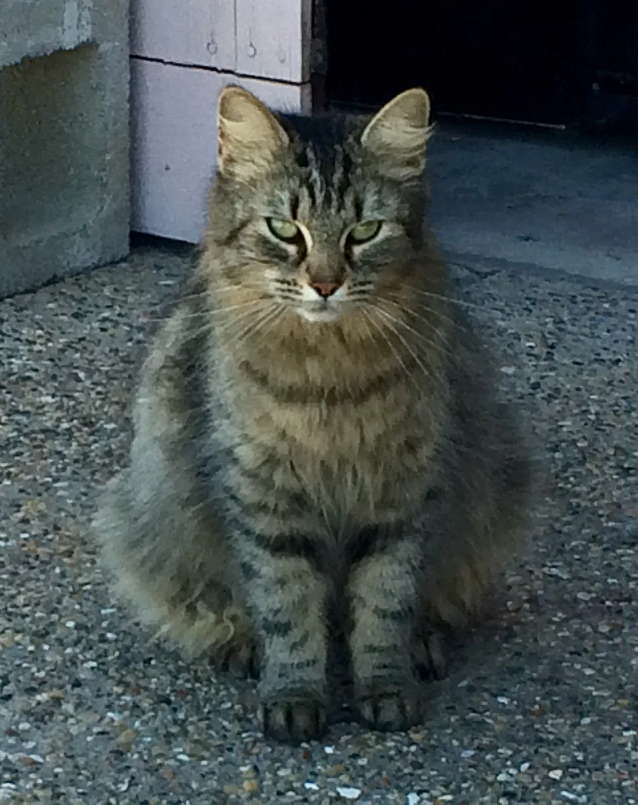 Found cat in Corpus Christi, TX, 78418