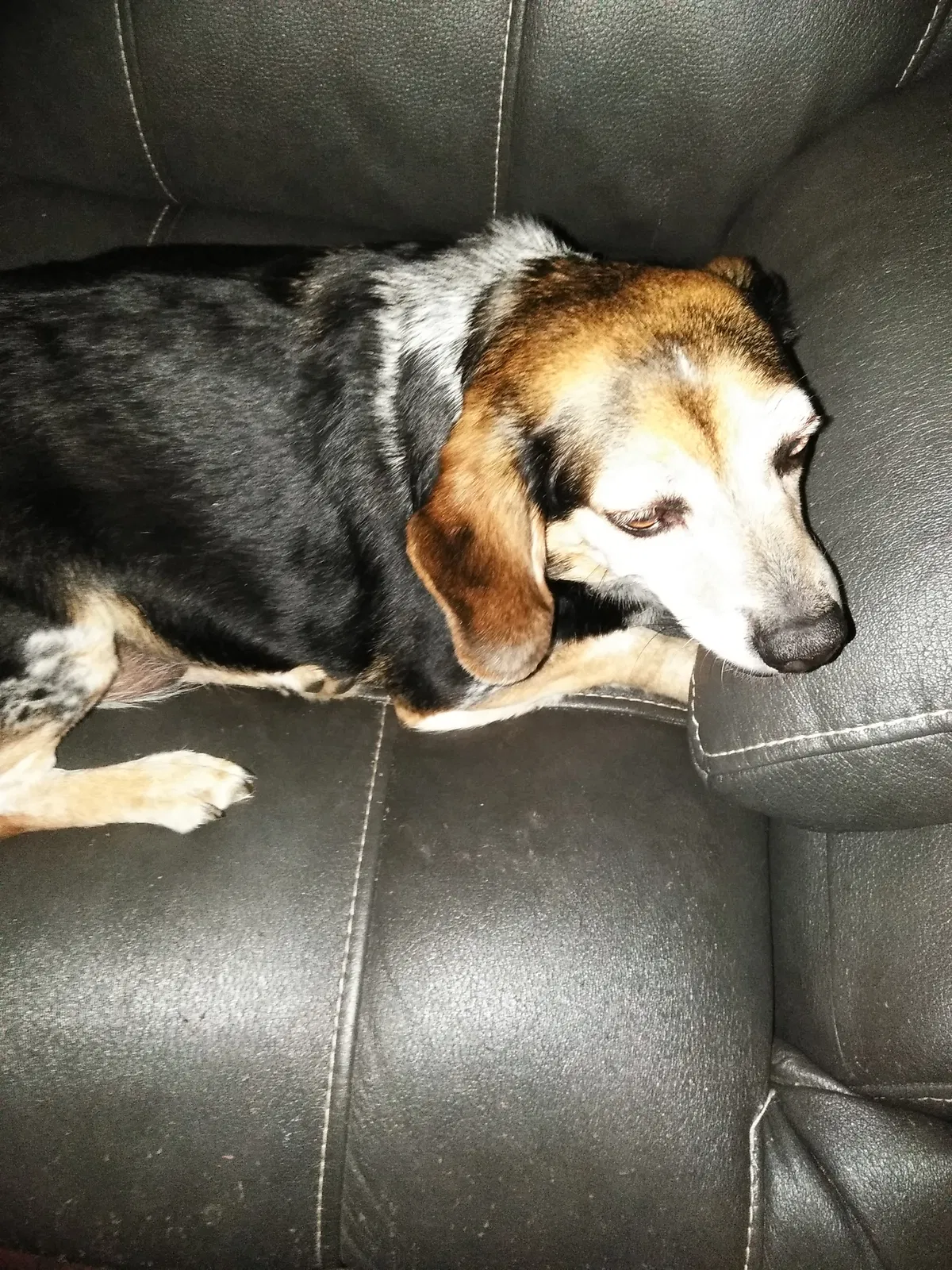 Found dog in Lindale, GA, 30147