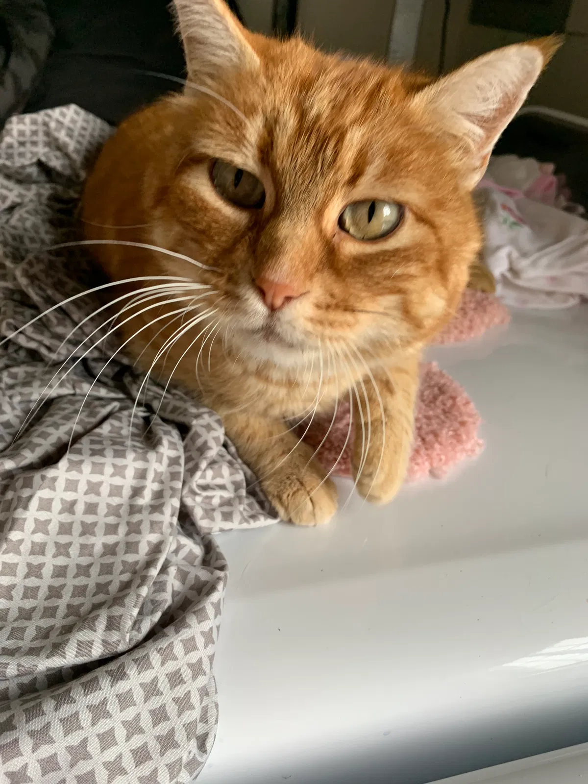 Found cat in Castroville, CA, 95012
