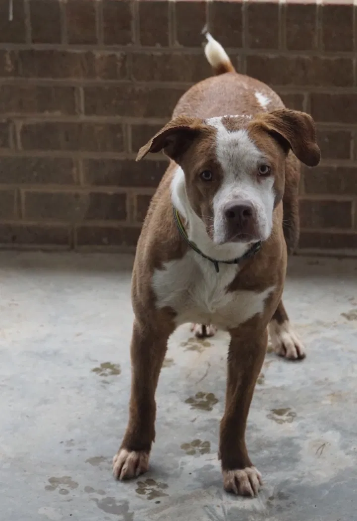 Found dog in Randleman, NC, 27317