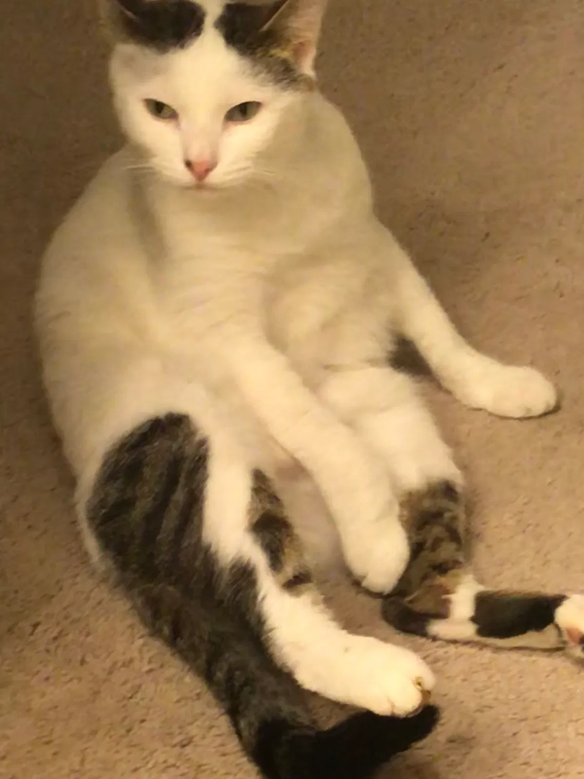 Lost cat in Douglasville, GA, 30135