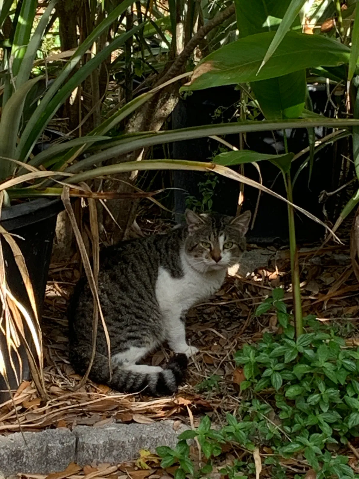 Found cat in Lake Worth, FL, 33461