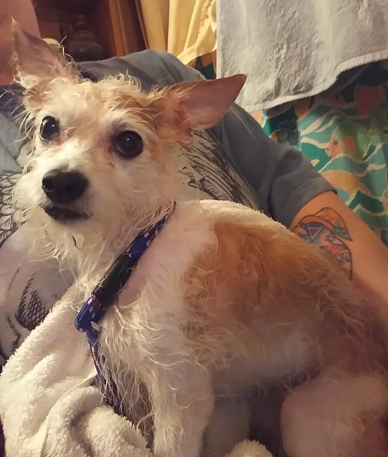 Found dog in Pikesville, MD, 21208