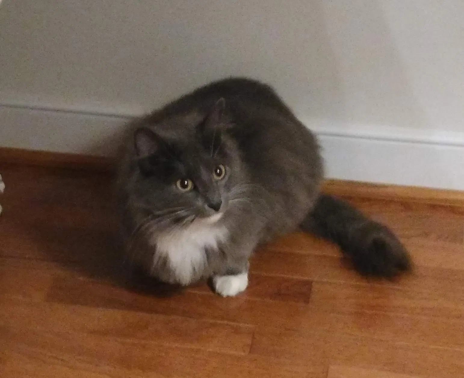 Found cat in Colonial Heights, VA, 23834