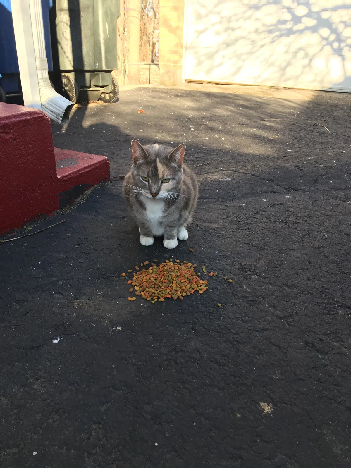 Found cat in Dayton, OH, 45410