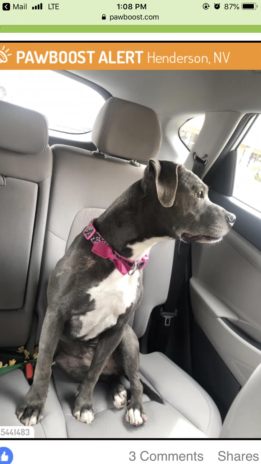 Found dog in Henderson, NV, 89074