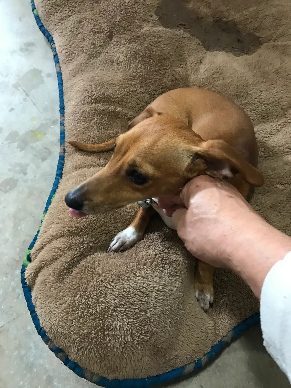 Found dog in Corpus Christi, TX, 78404