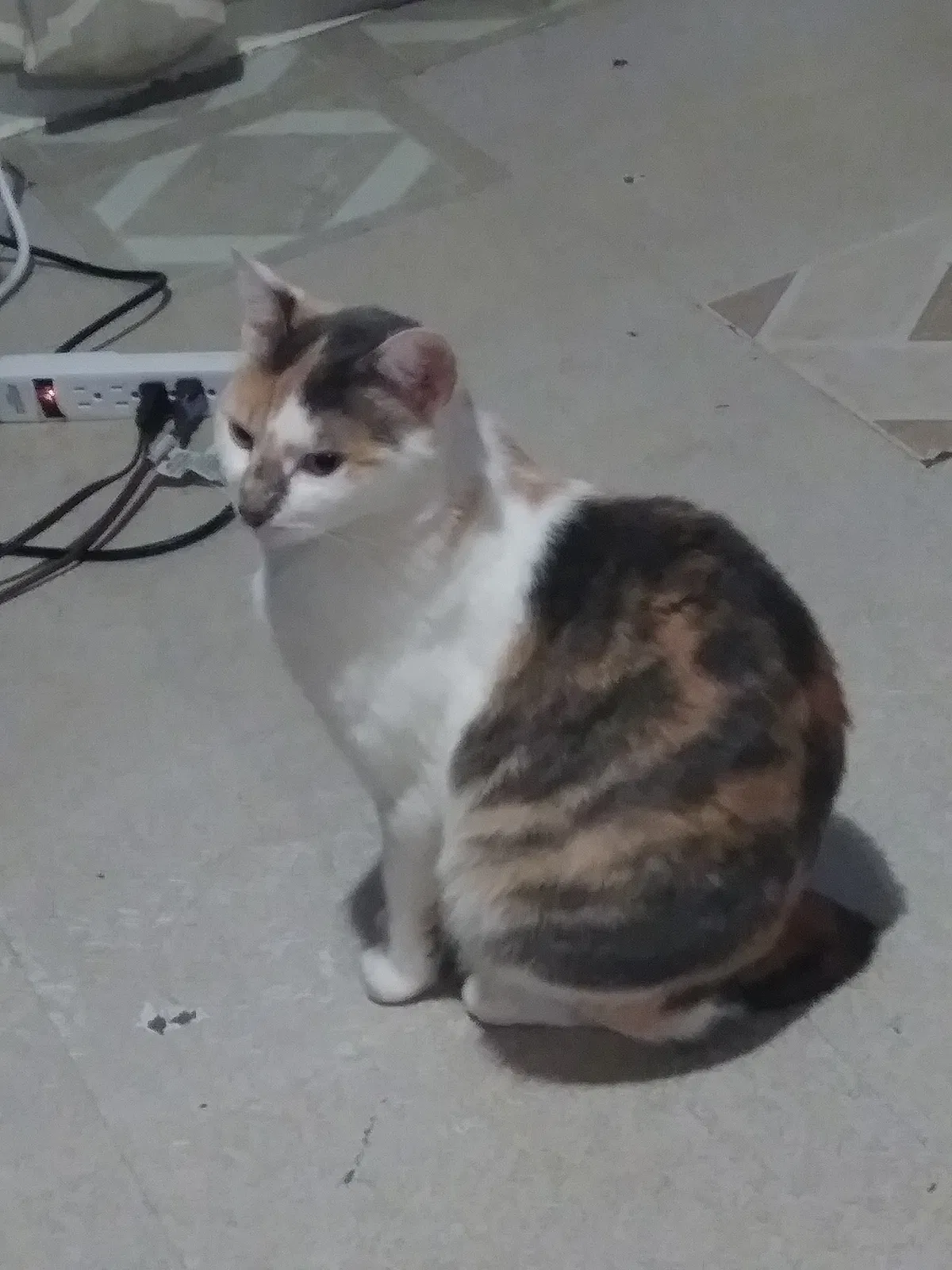 Lost cat in Acworth, GA, 30101