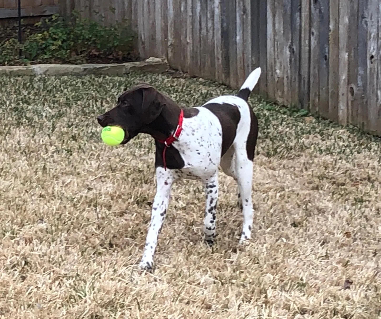 Lost dog in Fort Worth, TX, 76118