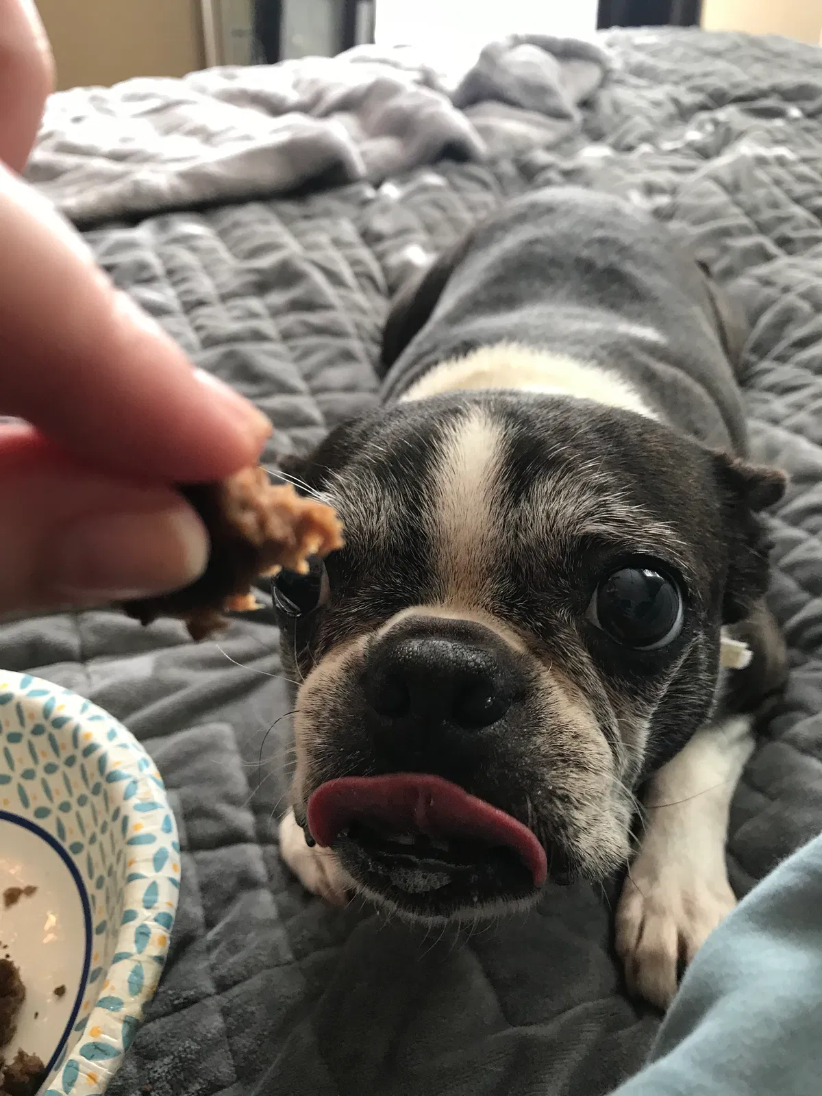 Lost dog in San Diego, CA, 92127
