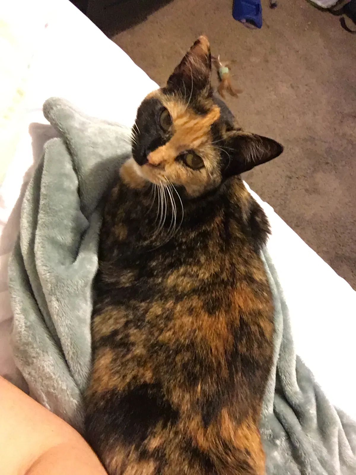 Found cat in Orlando, FL, 32809