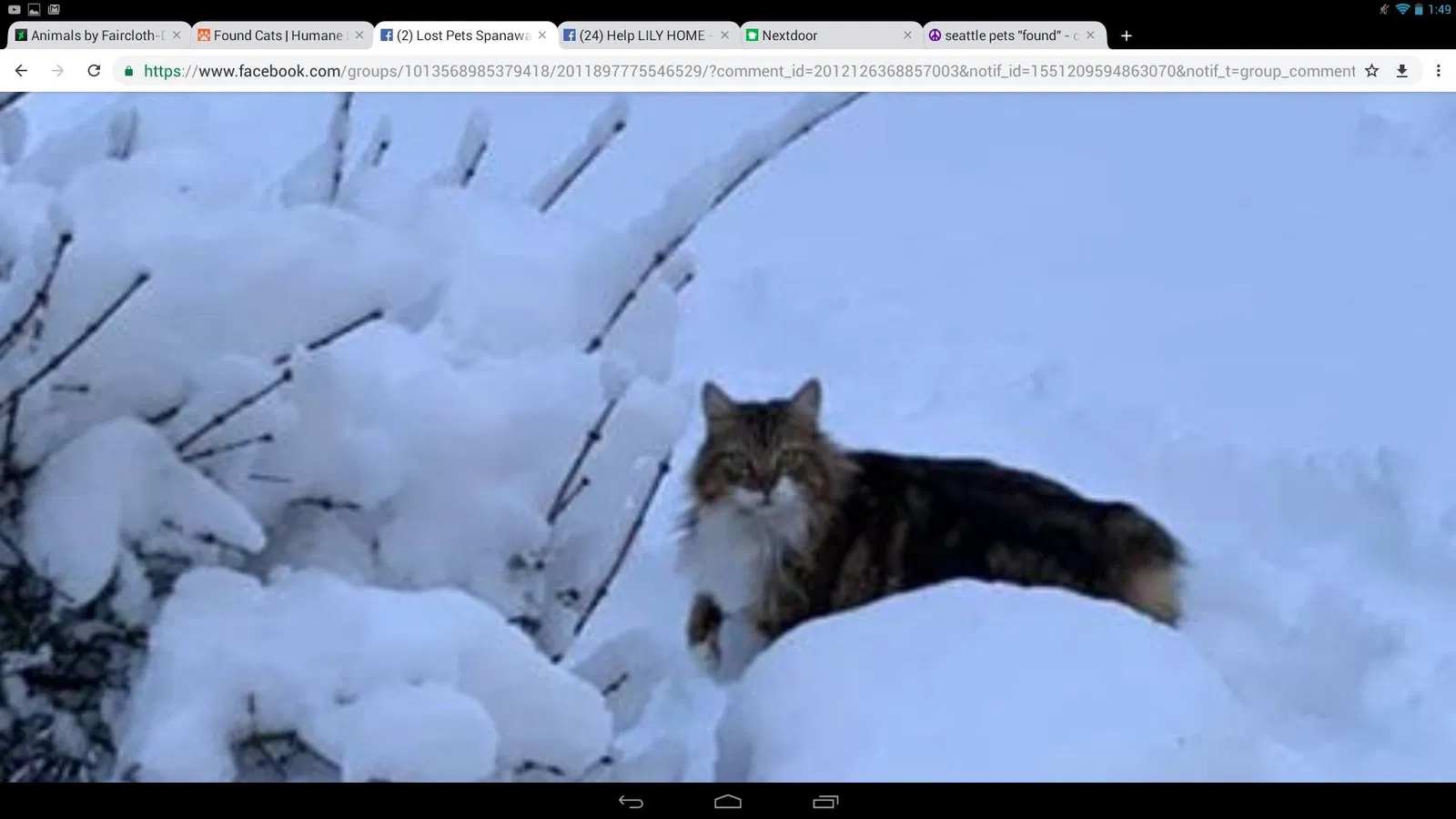 Lost cat in Puyallup, WA, 98372