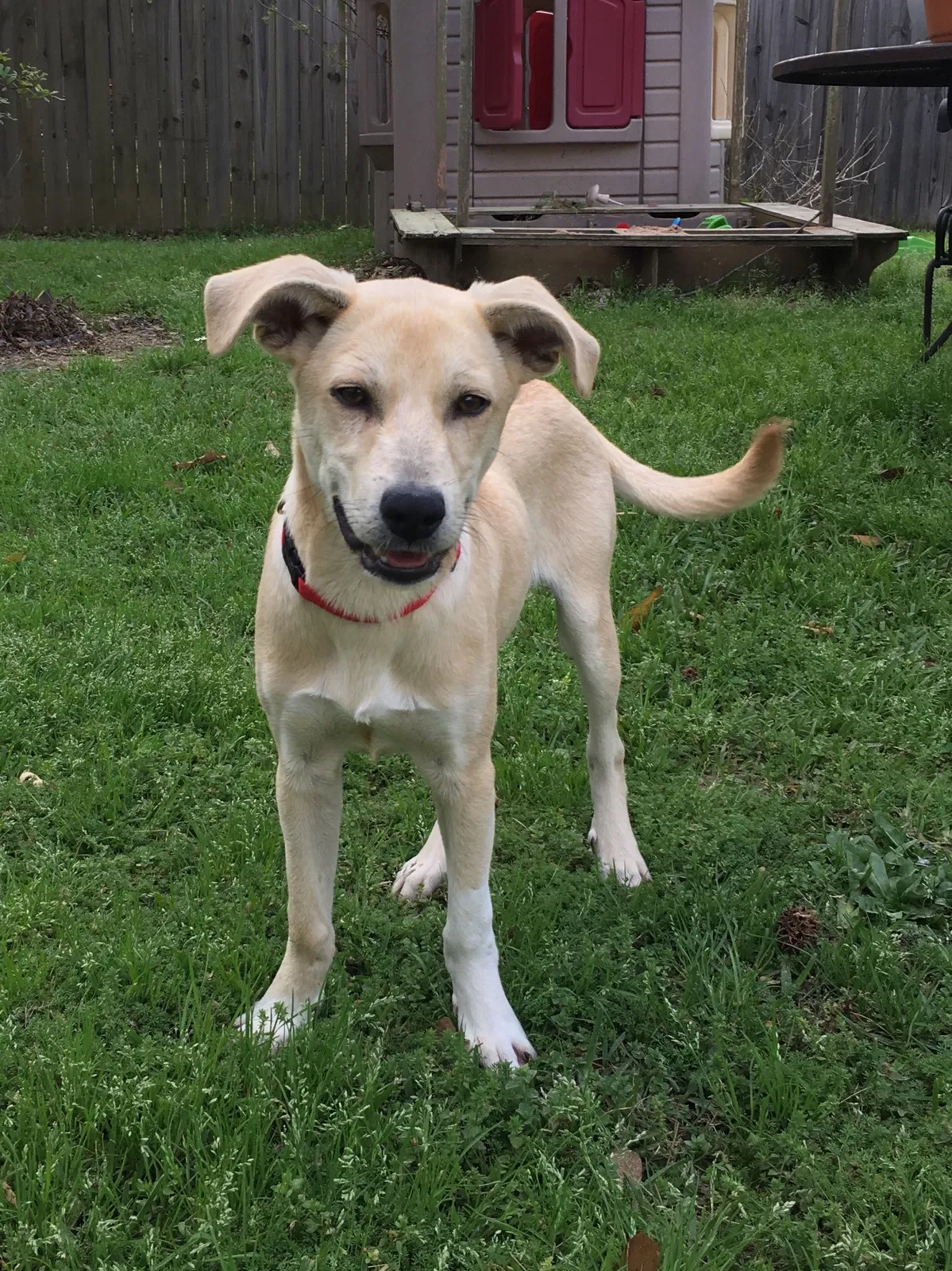 Found dog in Magnolia, TX, 77354