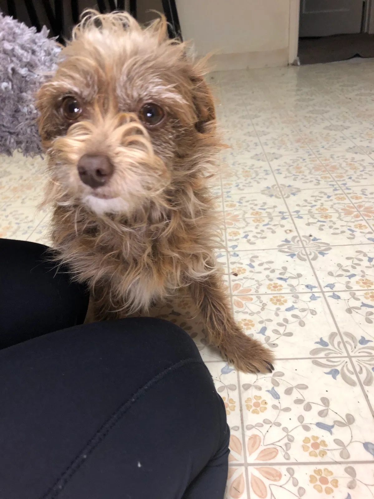 Found dog in Salinas, CA, 93906