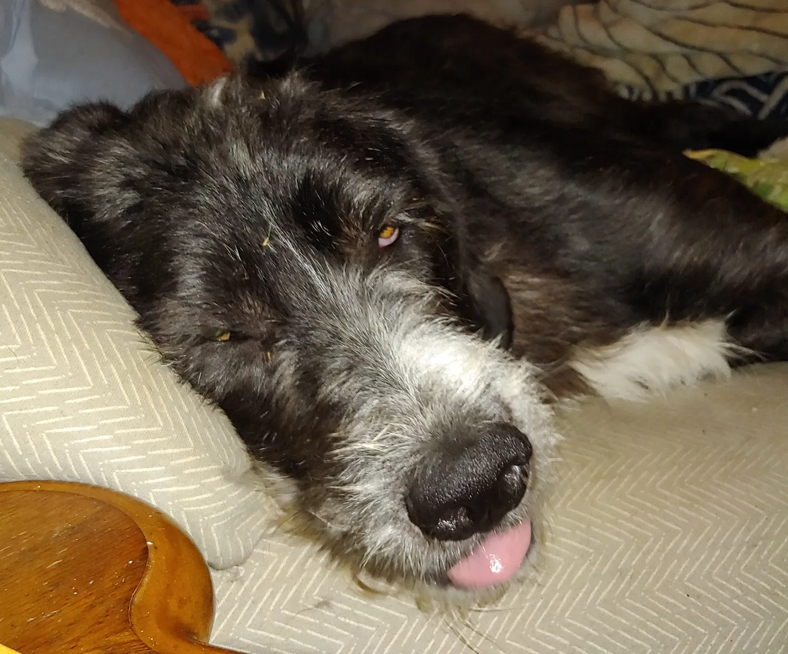 Lost dog in Groveoak, AL, 35975
