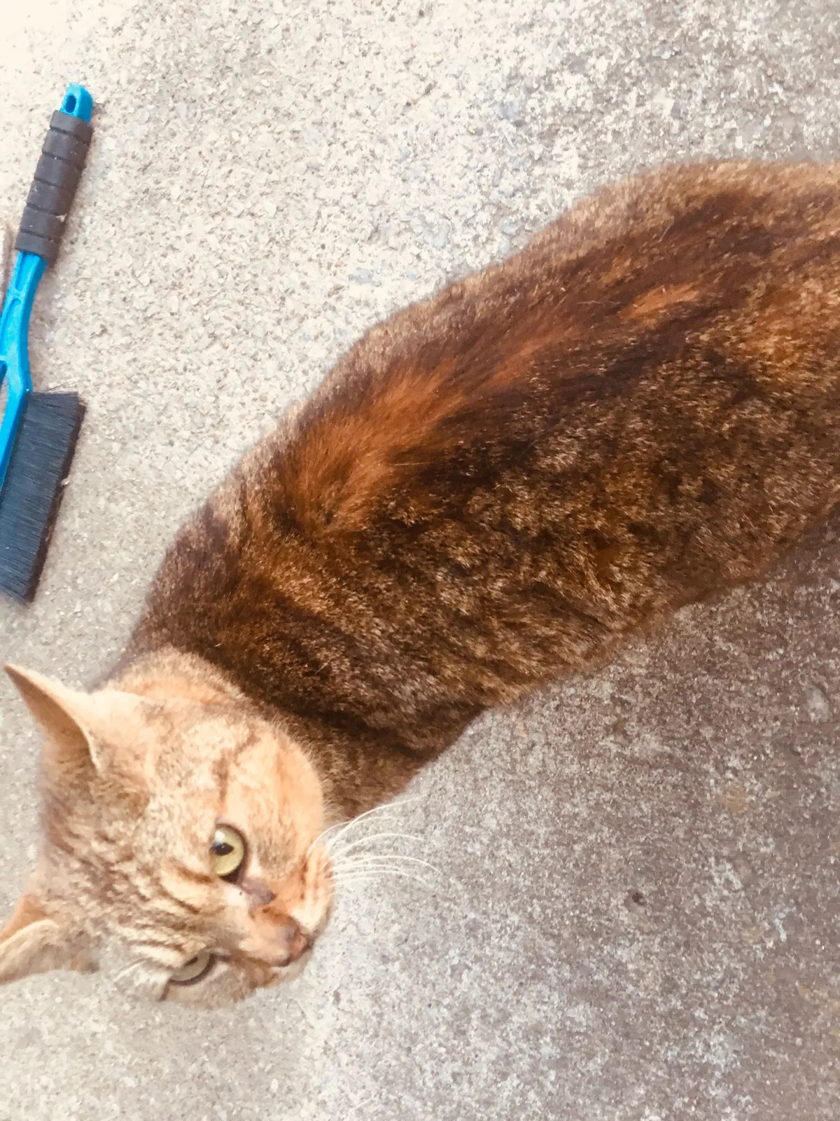 Found cat in Mount Juliet, TN, 37122