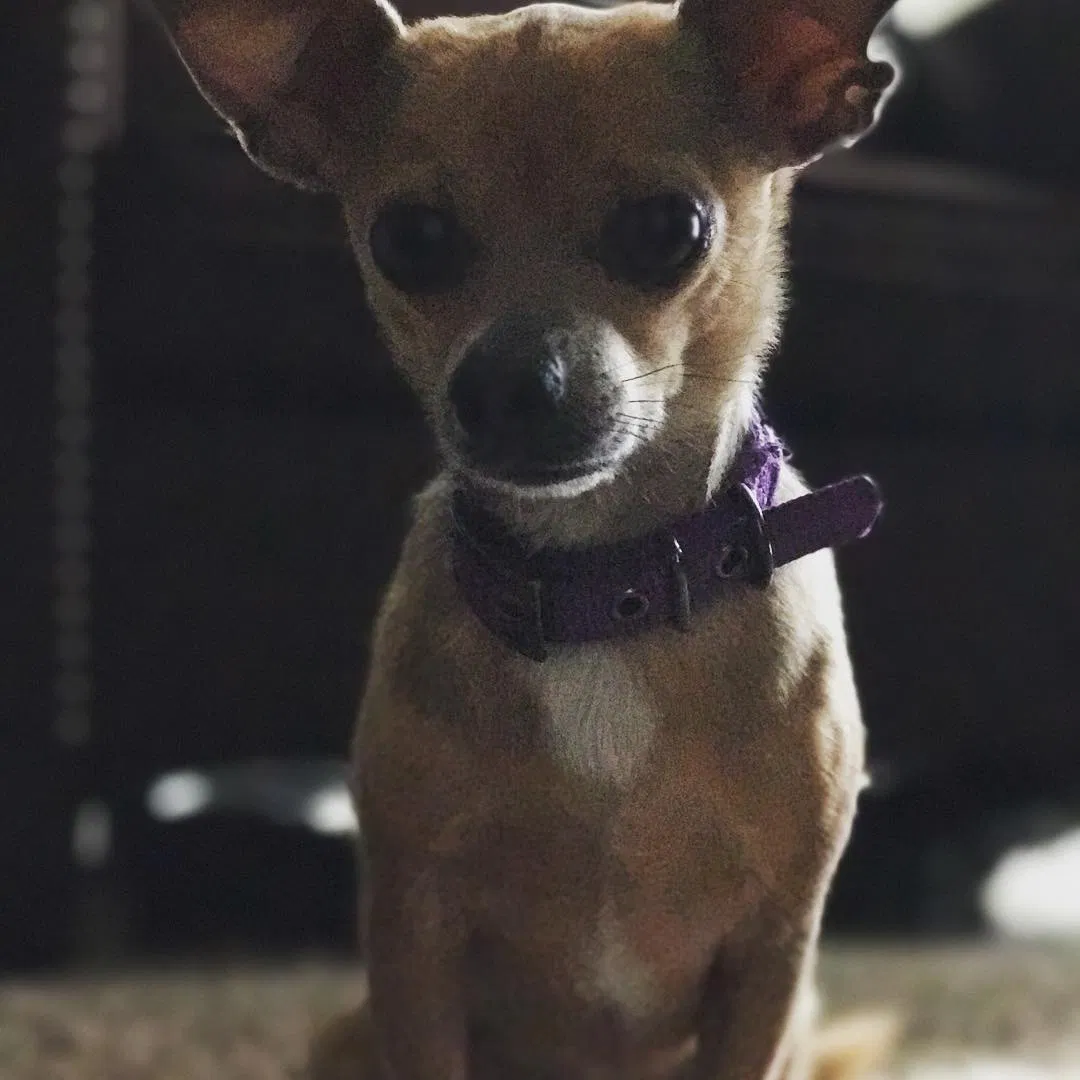 Lost dog in Odessa, TX, 79762