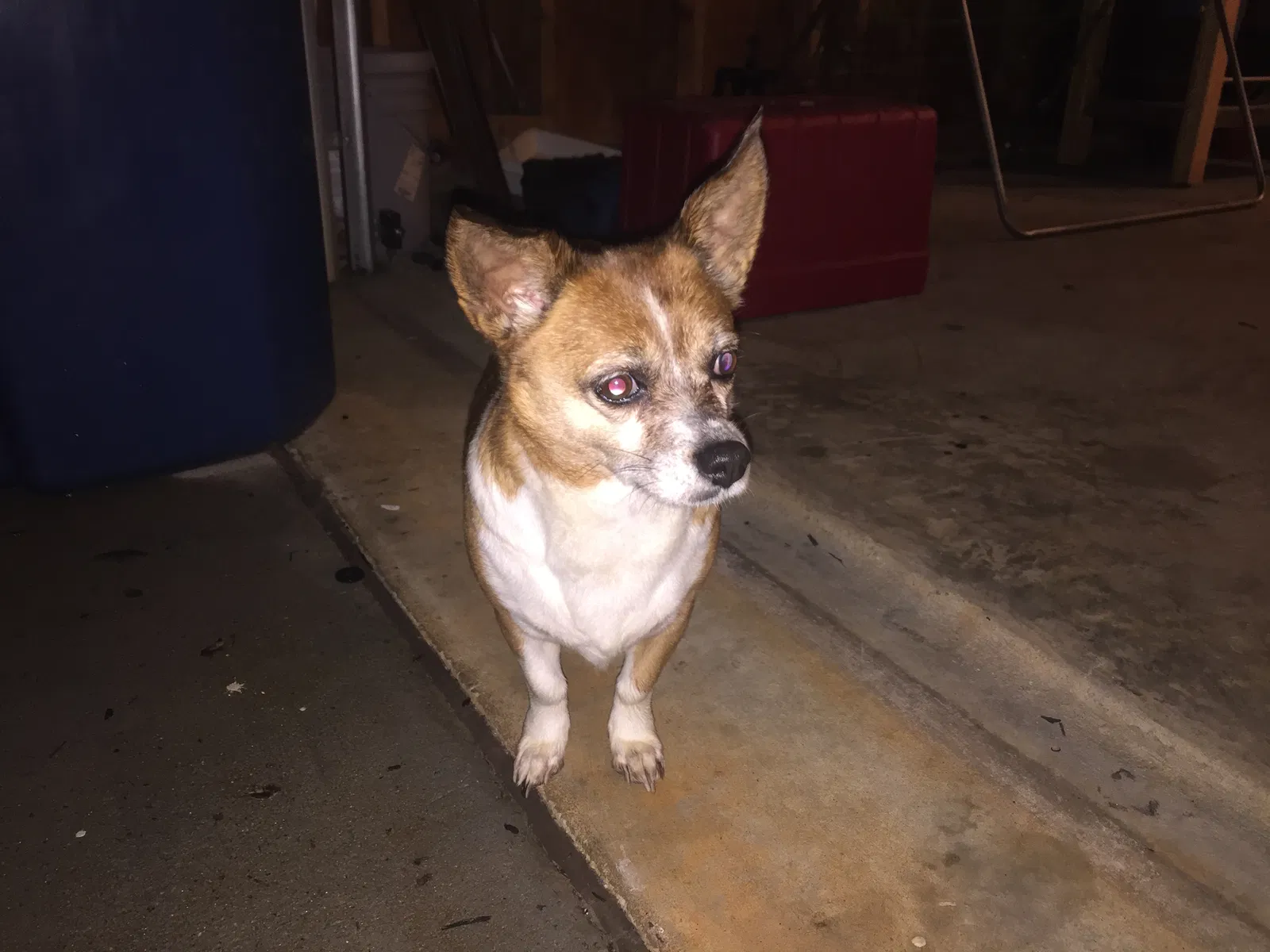 Found dog in Mount Holly, NC, 28120