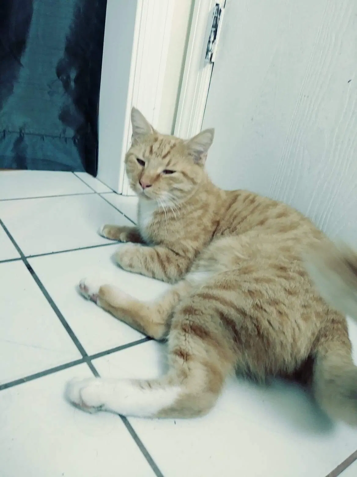 Found cat in Palm Bay, FL, 32909