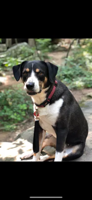 Lost dog in Birmingham, AL, 35226