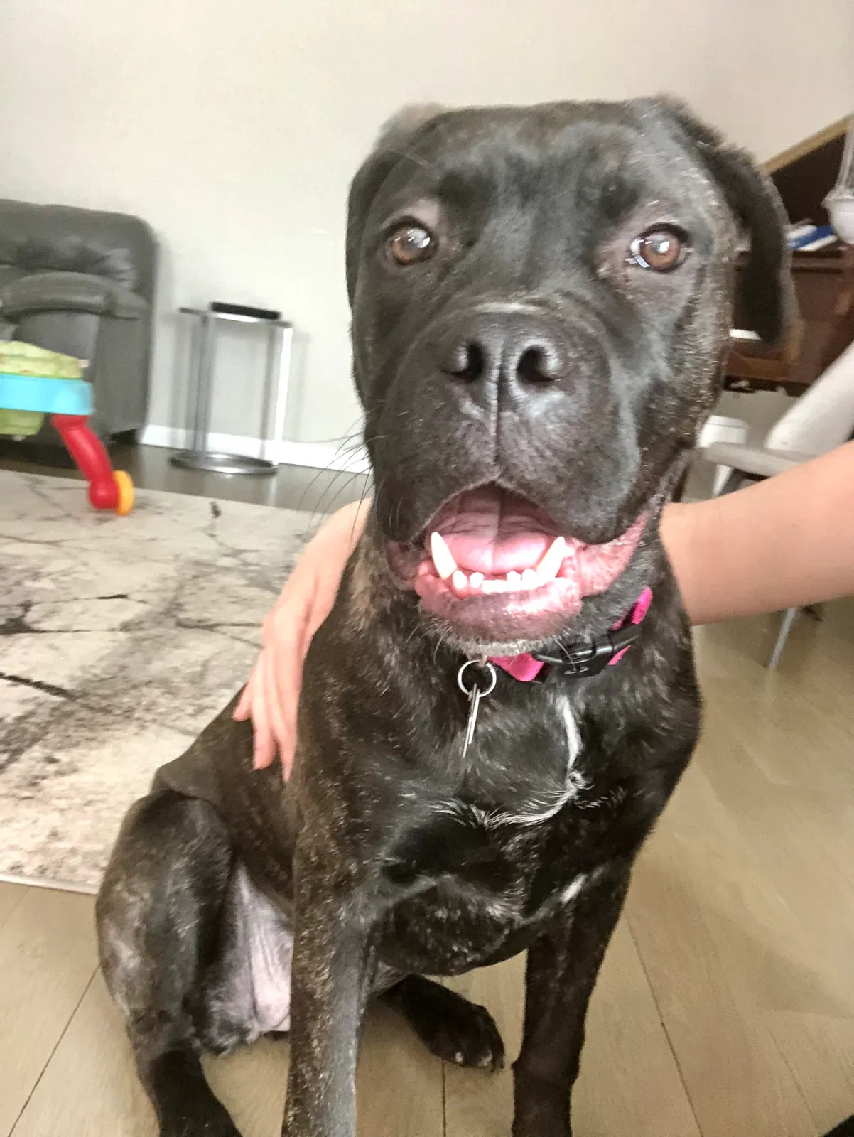 Lost dog in Brighton, CO, 80602