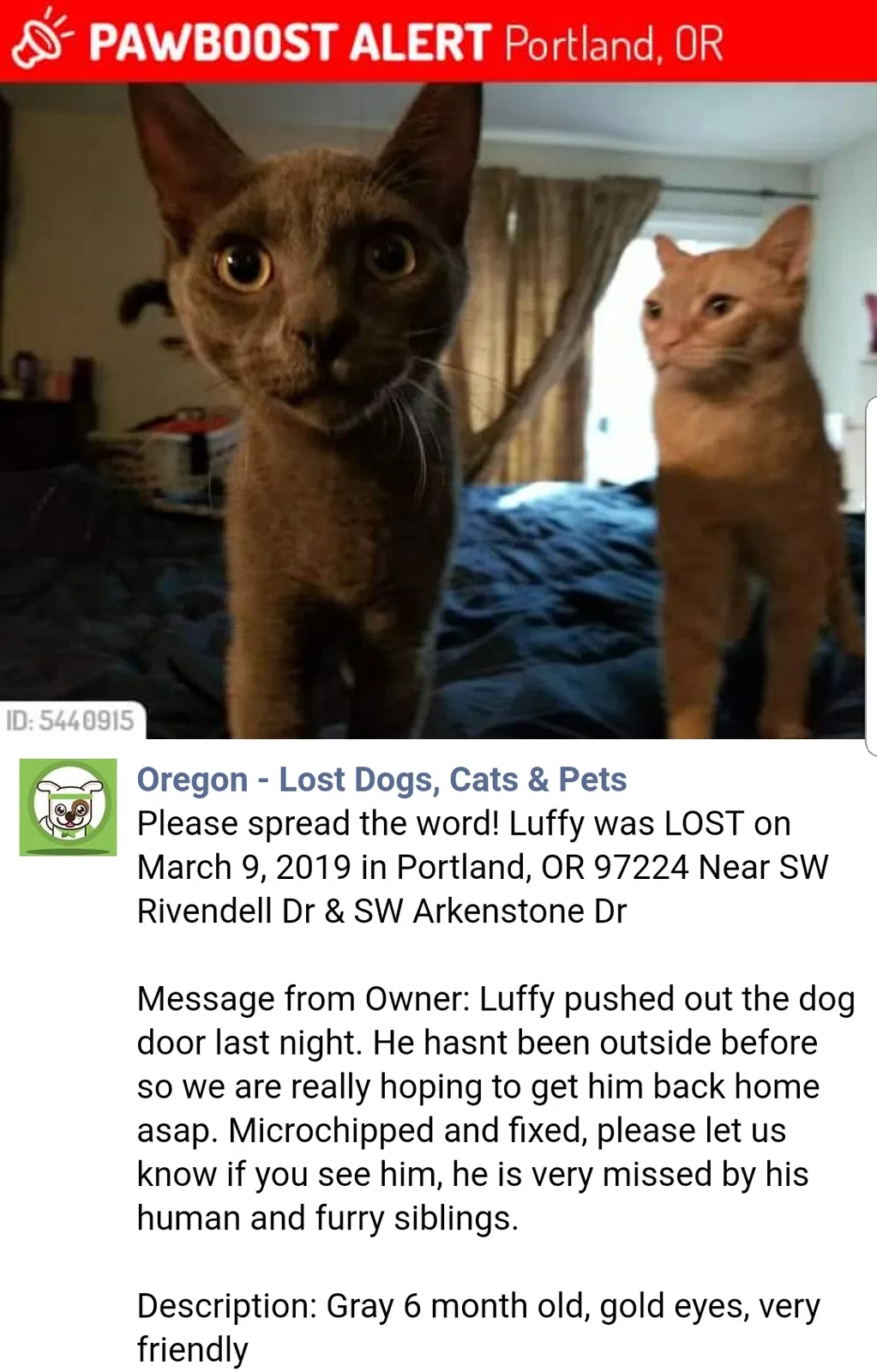 Lost cat in Portland, OR, 97224