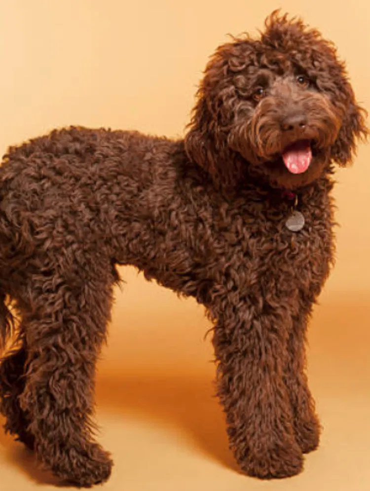Lost dog in Brooklyn, MD, 21225
