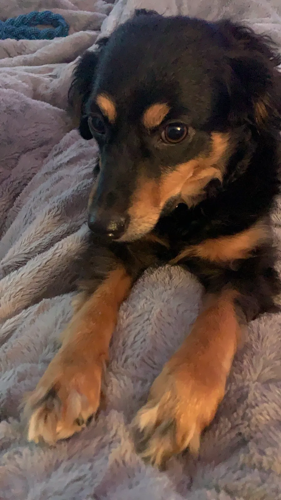 Lost dog in Portland, OR, 97202
