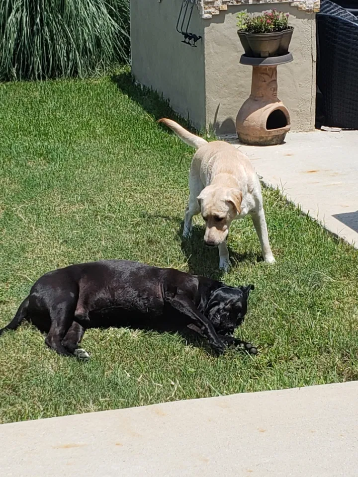 Lost dog in Katy, TX, 77449
