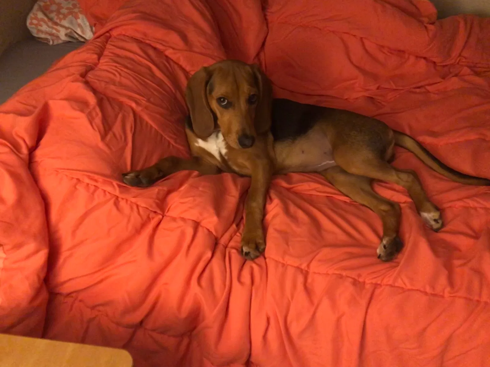 Lost dog in Maryville, TN, 37804