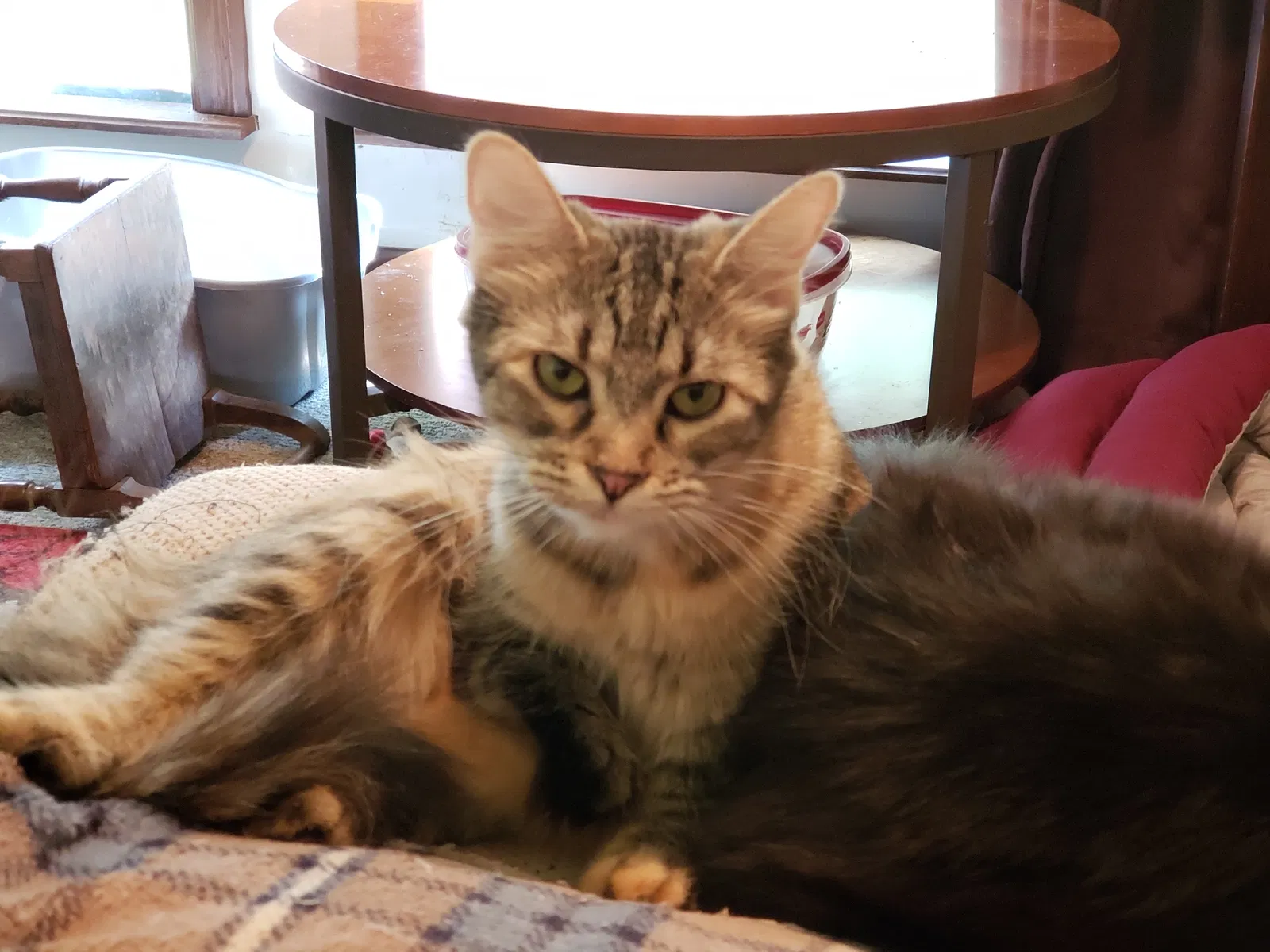 Lost cat in Foristell, MO, 63348