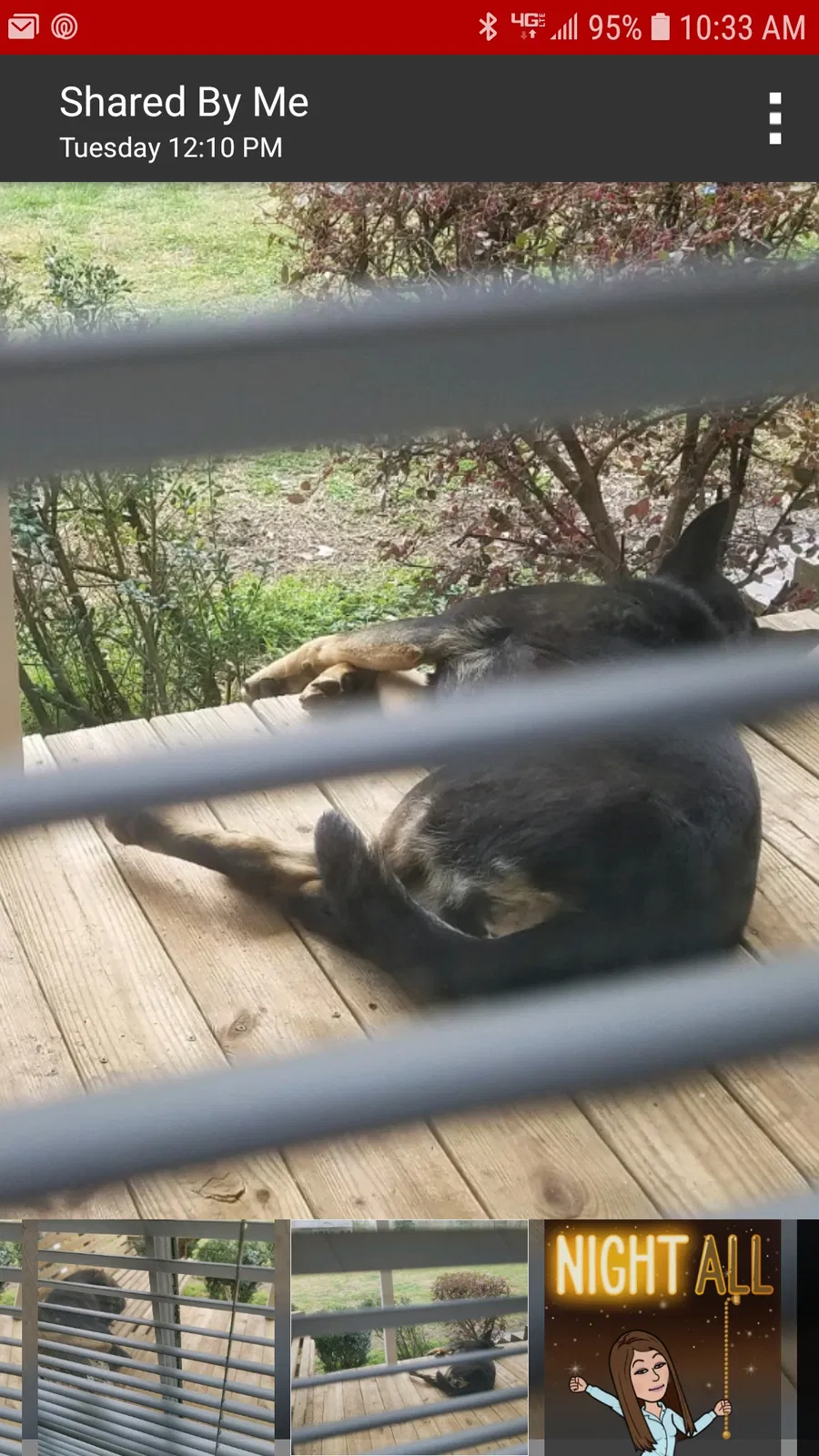 Lost dog in Orrum, NC, 28369