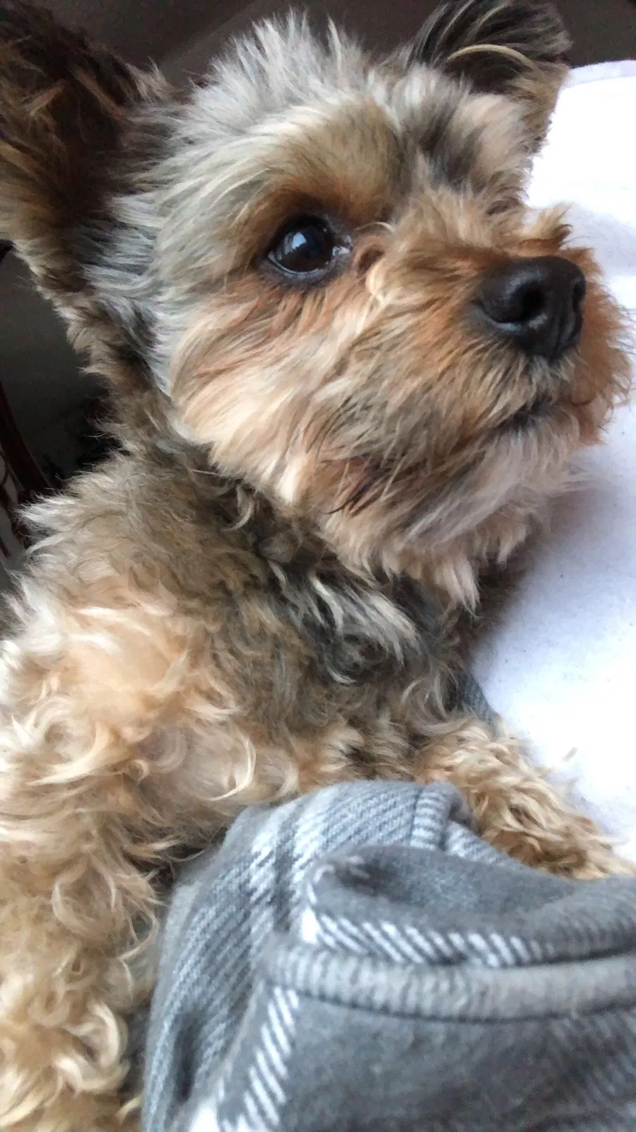 Lost dog in Fairfield, CA, 94533