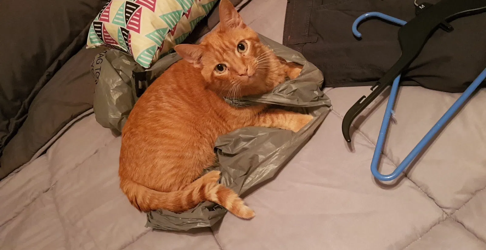 Lost cat in Fairview Heights, IL, 62208