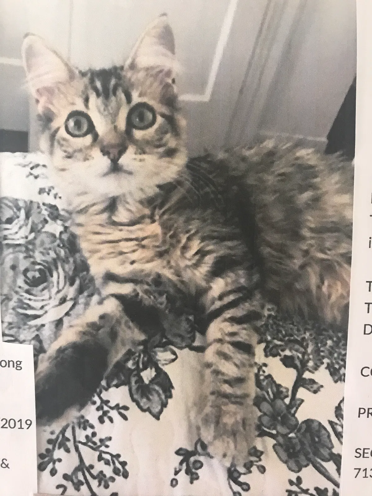 Lost cat in San Angelo, TX, 76902