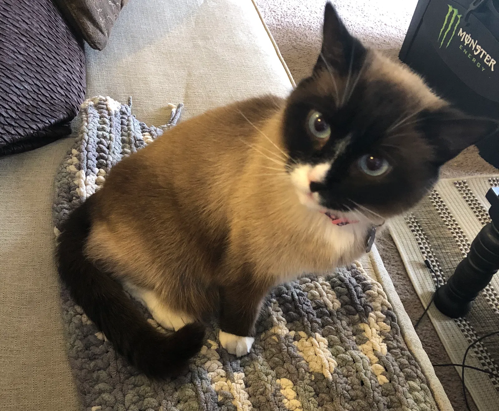 Lost cat in Loma Linda, CA, 92354