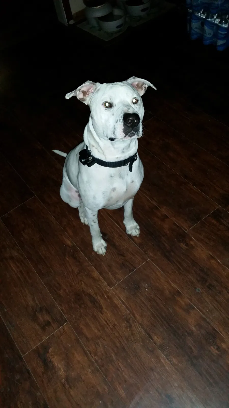 Lost dog in Whitesburg, TN, 37891