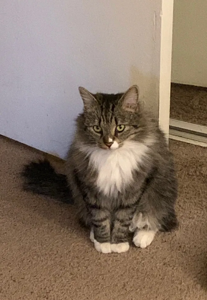 Lost cat in Loma Linda, CA, 92354