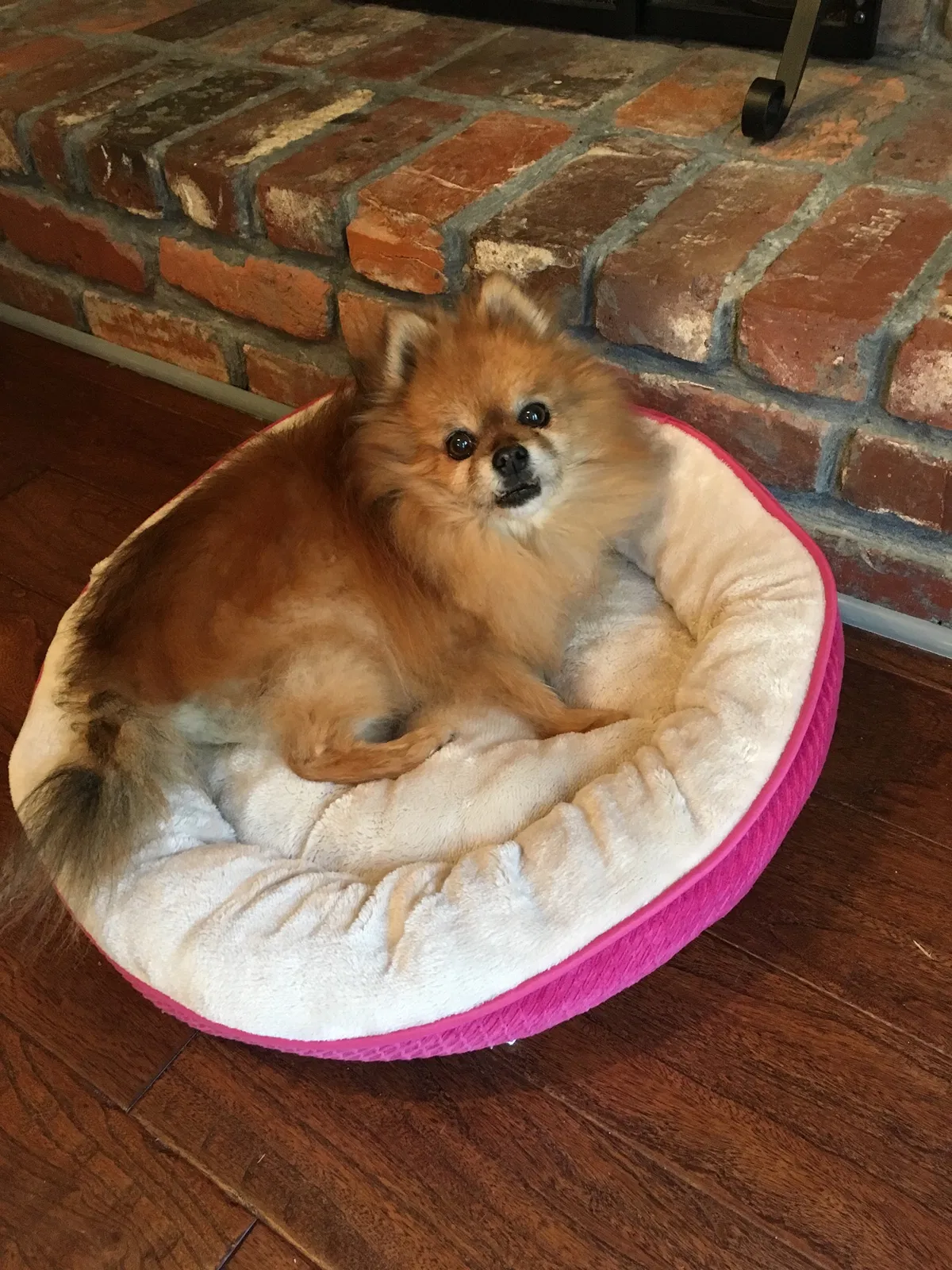 Lost dog in Roswell, GA, 30075
