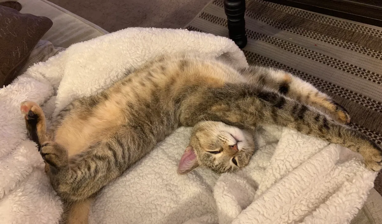 Lost cat in Loma Linda, CA, 92354