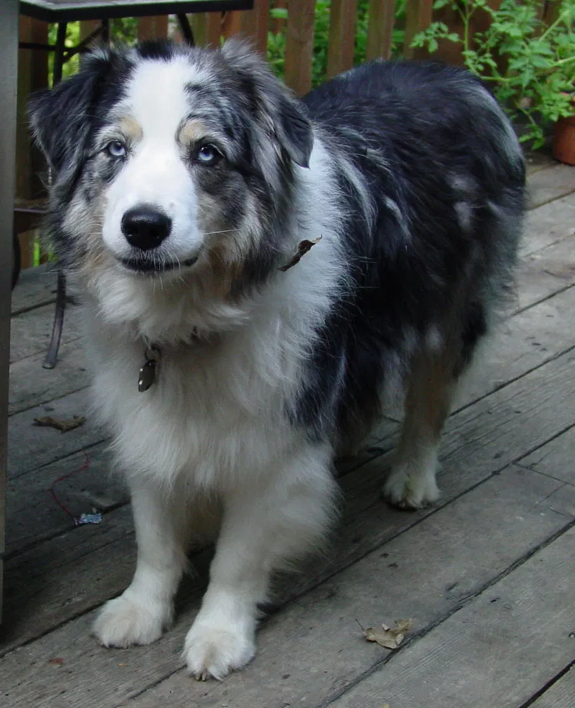 Lost dog in Glencoe, MO, 63038